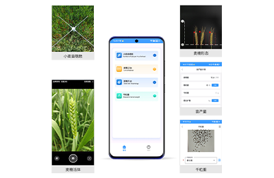 白山市小麦亩穗数测量仪IN-XM01