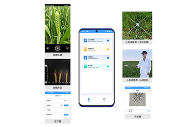 白山市小麦亩穗数分析仪IN-XM02